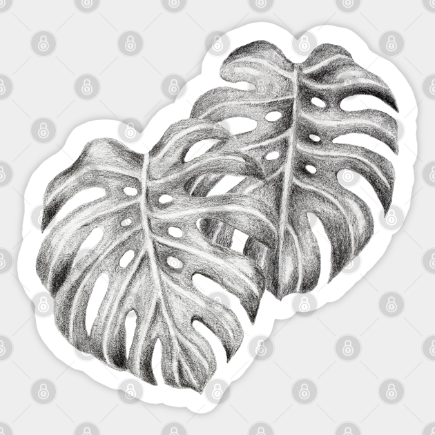 Black And White Monstera Leaves Monstera Deliciosa Sticker Teepublic You can download 650*909 of monstera leaf now. black and white monstera leaves