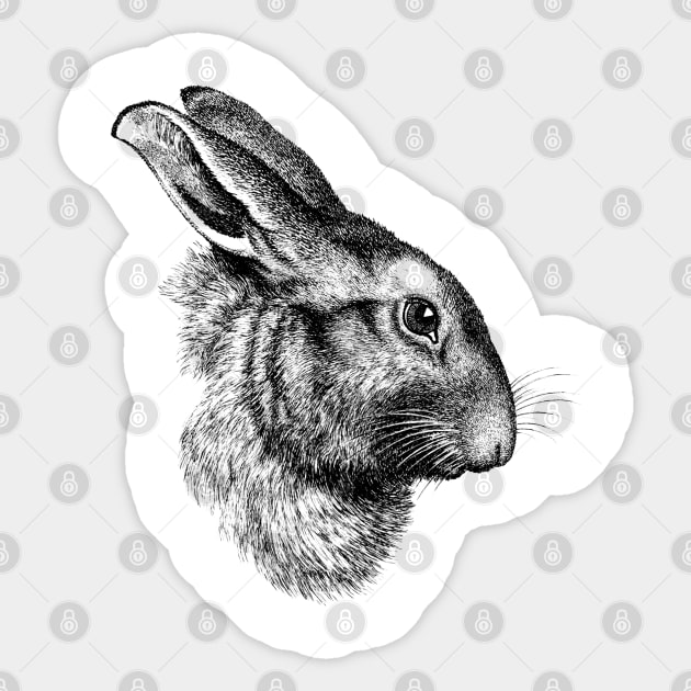 Rabbit Bunny Hare Cute Realistic Drawing Wildlife Animal - Bunny