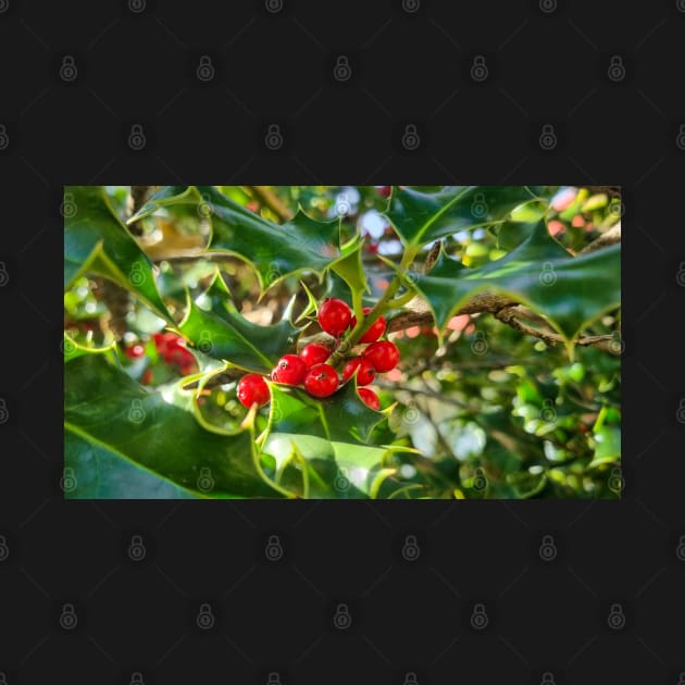 Christmas Holly Berry Leaves by Anastasia-03