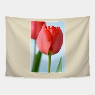 Tulipa  &#39;Crystal Beauty&#39;   Fringed Tulip Tapestry