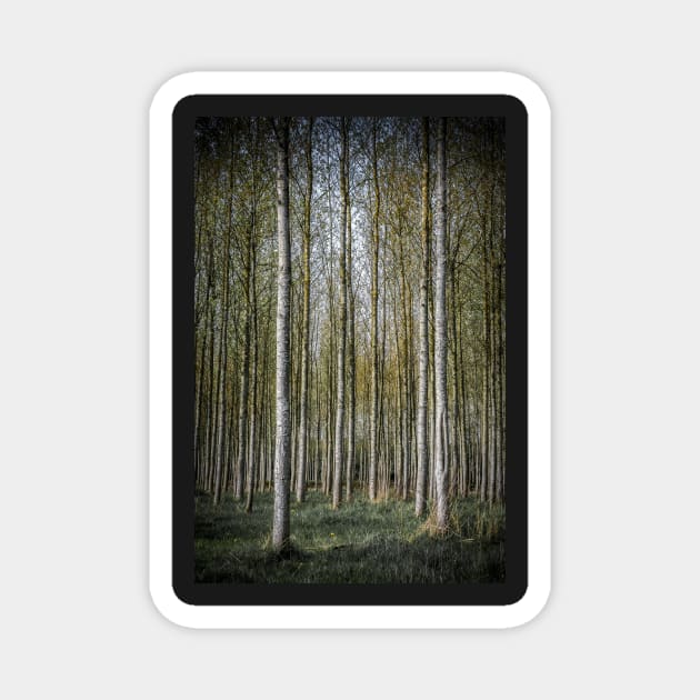 White Sapling Tree Plantation Magnet by TonyNorth