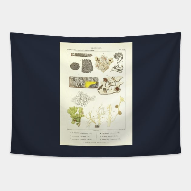 Lichen  - Essai sur les cryptogames - Botanical Illustration Tapestry by chimakingthings