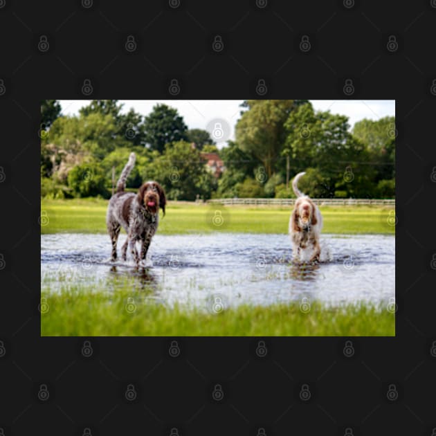 Flooded field Spinoni by heidiannemorris