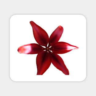 Red Tiger Lilly Flower Magnet