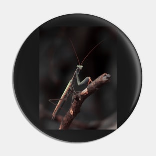 praying mantis Pin