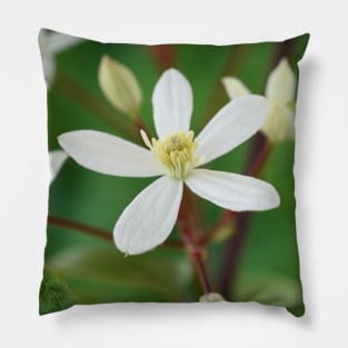 Clematis terniflora var. mandshurica	Manchurian clematis Pillow