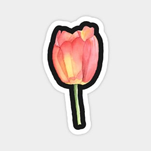 Single Tulip in Sunlight Magnet