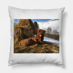 Scottish Highland Cattle Calves 1657 Pillow