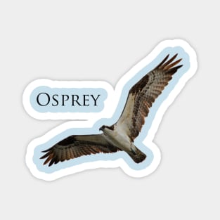 Osprey (Pandion haliaetus) Magnet