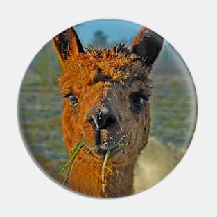 Alpaca Pin