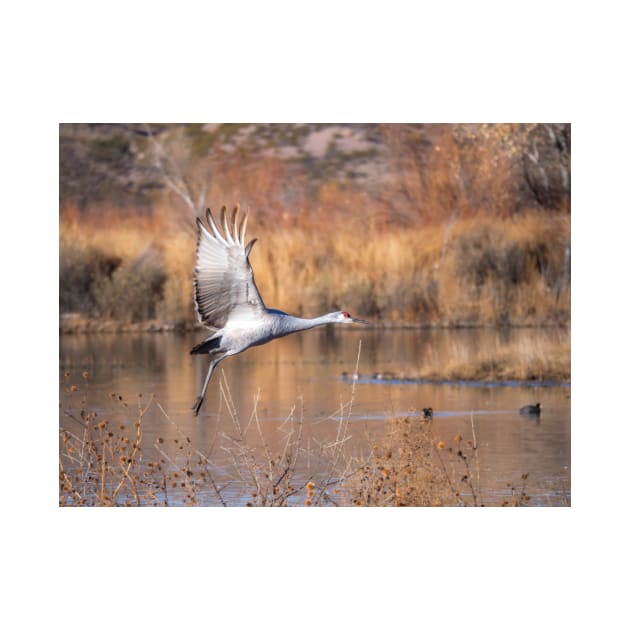 Sandhill Crane by algill