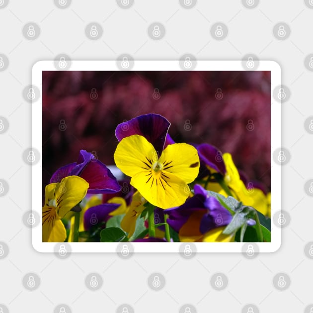 Viola Tricolor Magnet by AH64D