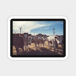 Carnosre Point Cows Magnet