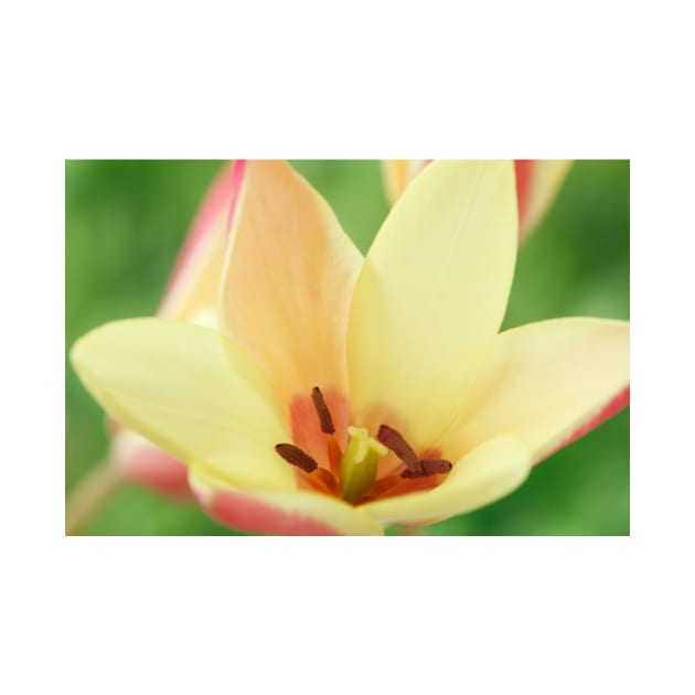 Tulipa clusiana  'Cynthia'  AGM  Lady tulip  Miscellaneous tulip by chrisburrows