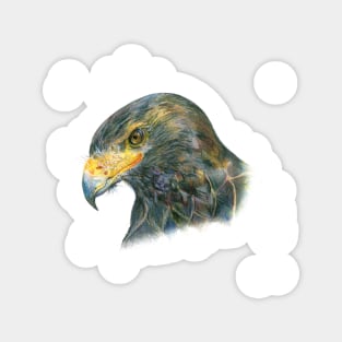 Eagle Head Hand Drawn Illustration Magnet