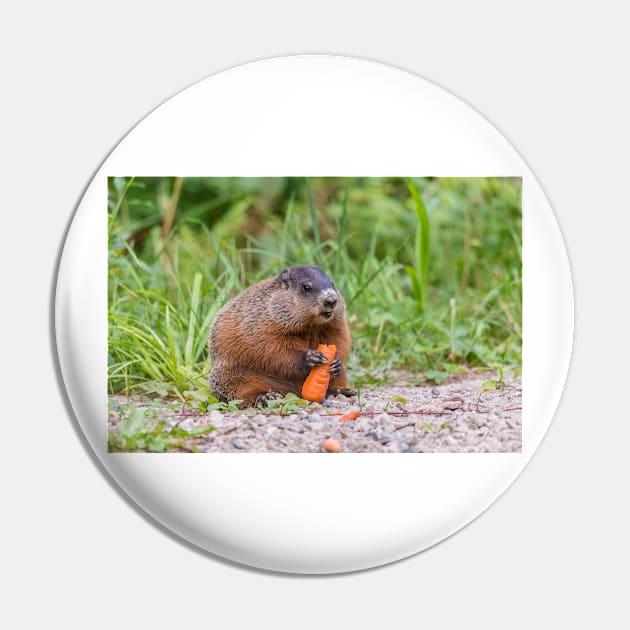 The Beaver and the carrot Pin by josefpittner