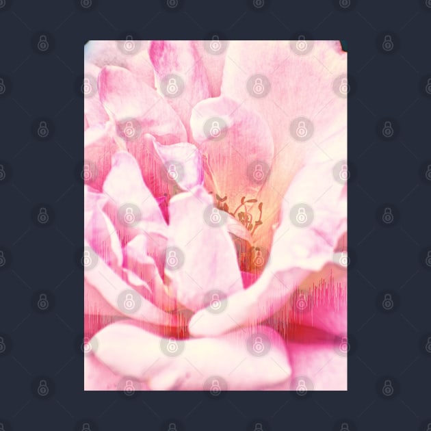 Pink Rose Glitch by RoxanneG