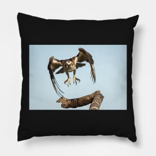 Osprey Takes Flight, Caloundra Pillow