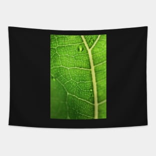 Fiddle Leaf Ficus Tapestry