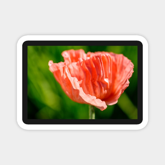 Pink feather oriental poppy flower Magnet by blossomcophoto