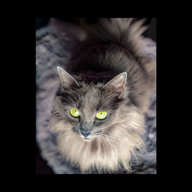 Stunning gray green eyed cat by PandLCreations