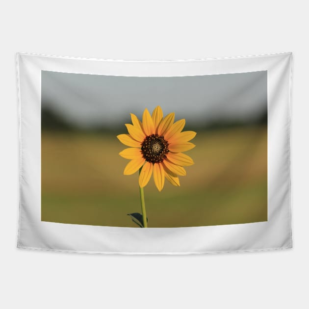 Kansas Wild Sunflower with a green background with sky. Tapestry by ROBERTDBROZEK