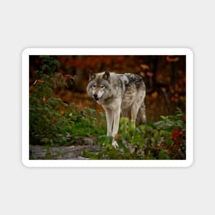 Gray Wolf Magnet