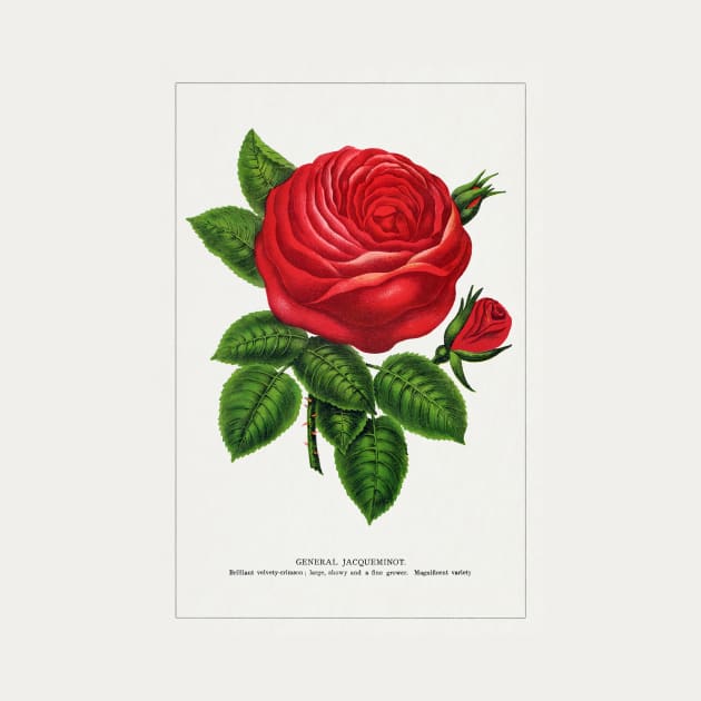 Red rose, General Jacquemont Flower Lithograph (1900) by WAITE-SMITH VINTAGE ART