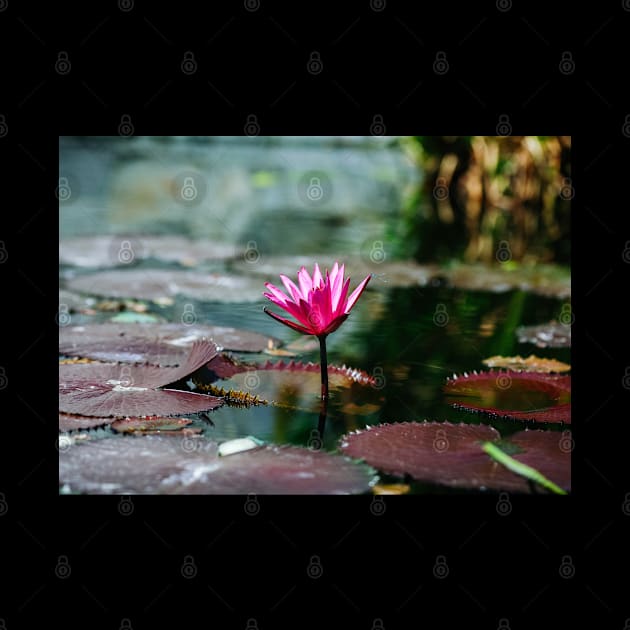 Meditation Wall Art Print - Water Lily Meditation - canvas, Photo print, artboard print, poster Canvas Print by DigillusionStudio