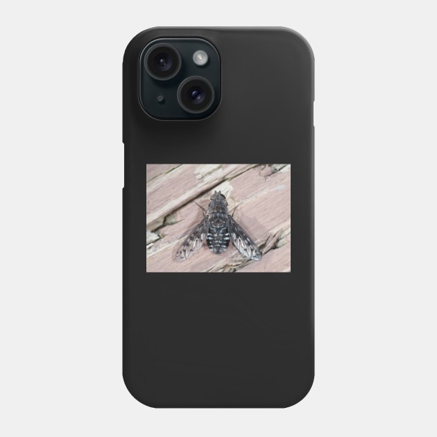 Anthrax sp. fly close-up Phone Case by SDym Photography
