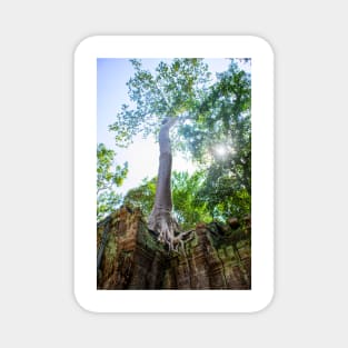 Giant Banyan Tree atop Ta Prohm Temple Magnet