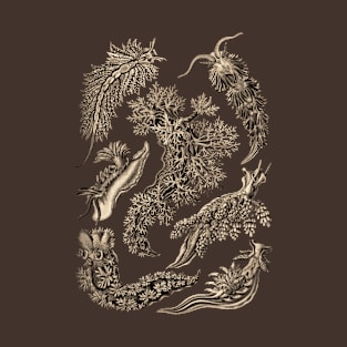 Ernst Haeckel Nudibranchia Sea Slug Wenge T-Shirt