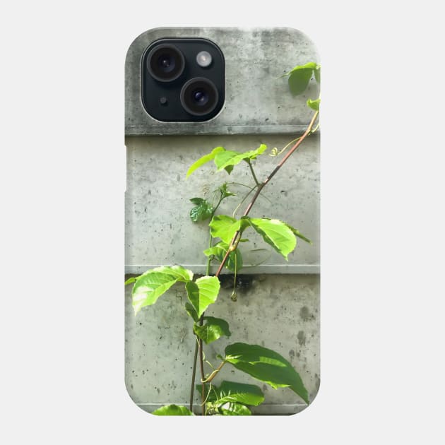 Vine of Betel plant growing up on the cement wall Phone Case by FOGSJ