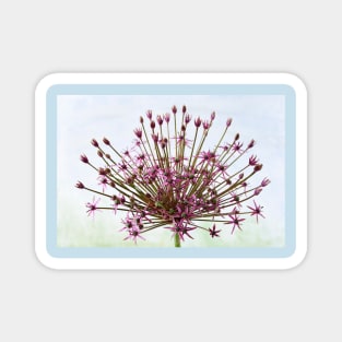 Allium  &#39;Spider&#39;  Ornamental onion Magnet