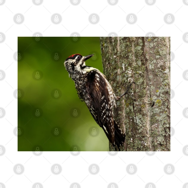 Yellow-bellied Sapsucker by Jim Cumming