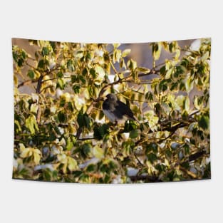 Dark-eyed Junco Perched On a Bush Tapestry