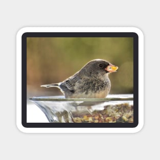 Seeds to Savour No.2 - Dark-Eyed Junco Magnet