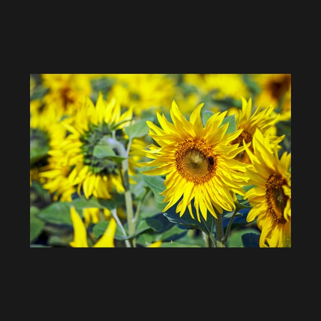 Sunflowers by richard49
