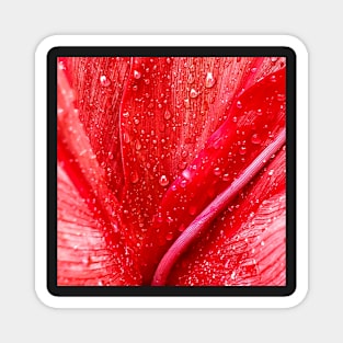 Rain on a Red Calla Lily Magnet