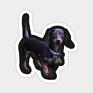 Tuff Dachshund sticker Magnet