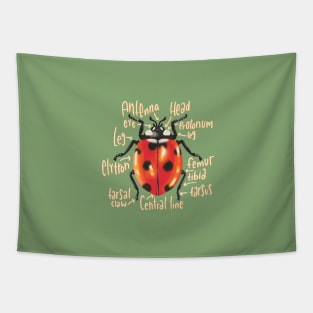 Ladybug illustration with anatomy labels Tapestry