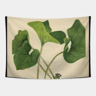 Wild Ginger-Available As Art Prints-Mugs,Cases,Duvets,T Shirts,Stickers,etc Tapestry