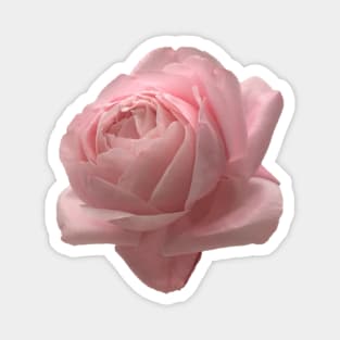 Big Pink Rose Close-up Magnet