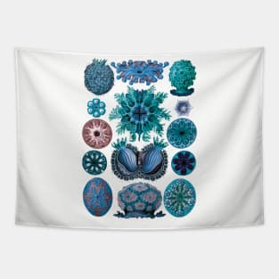 Ernst Haeckel Ascidiae Sea Squirts Blue Tapestry