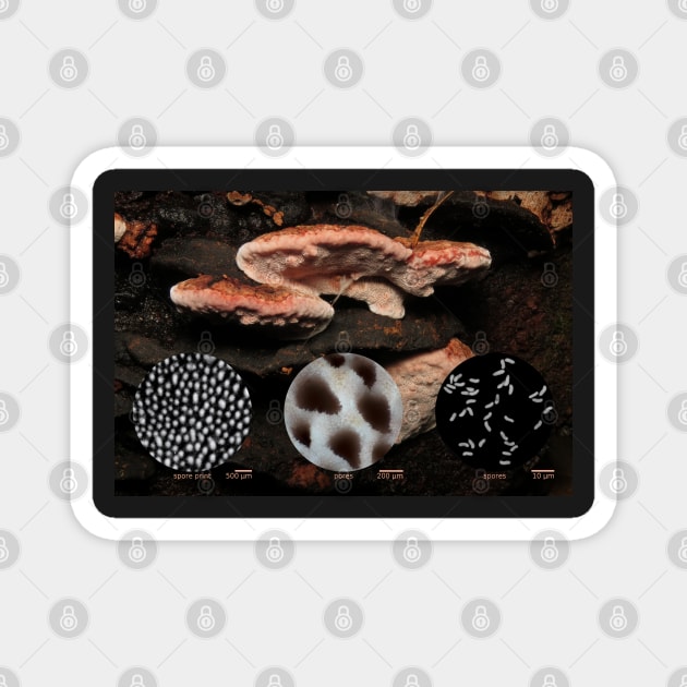 Rosy conk (Fomitopsis cajanderi) Magnet by SDym Photography