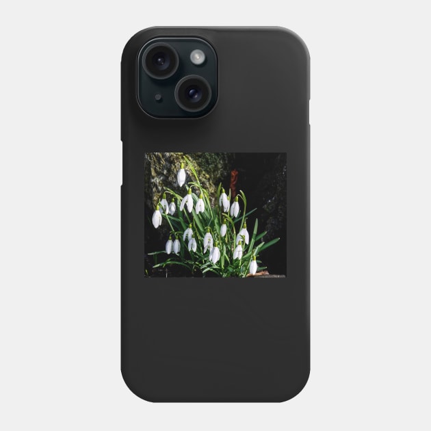 Snowdrop display Phone Case by jalfc46
