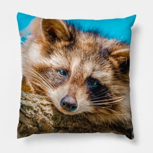 Sleepy Raccoon In A Tree. Nature Photography Pillow