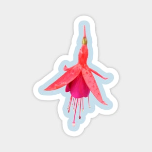 Fuchsia &#39;Pink Fizz&#39; Magnet