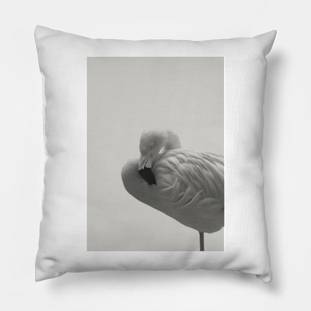 Flamingo 08 Pillow by froileinjuno