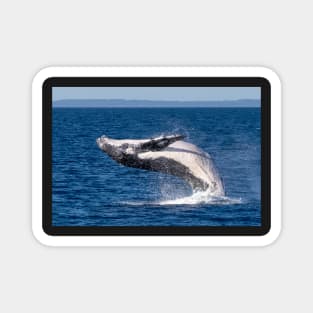 Humpback Whale, Hervey Bay, Queensland Magnet